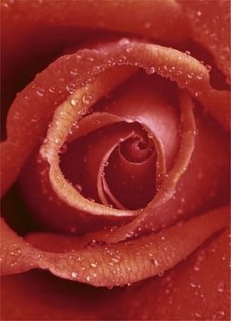 Czerwona Róża - fototapeta