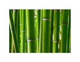 Bamboo forest - reprodukcja