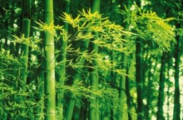 Bambusy Wiosną - fototapeta