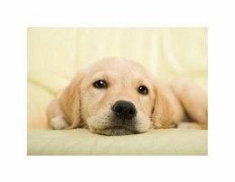 Golden retriever puppy - reprodukcja