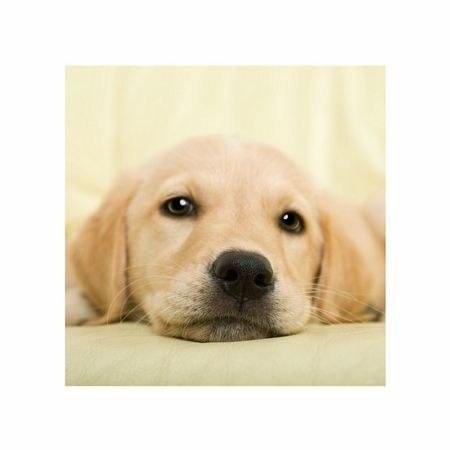 Golden retriever puppy - reprodukcja