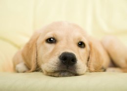 Golden retriever, szczeniak - fototapeta