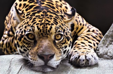 Jaguar - fototapeta