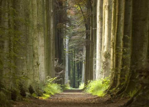 Las, wiosenny poranek - fototapeta