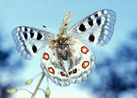 Motyl Apollofalter - fototapeta