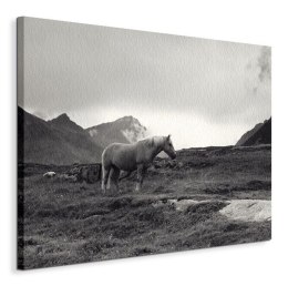 Grazing Together, Lofoten Islands - obraz na płótnie