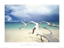 The Driftwood Antigua - reprodukcja