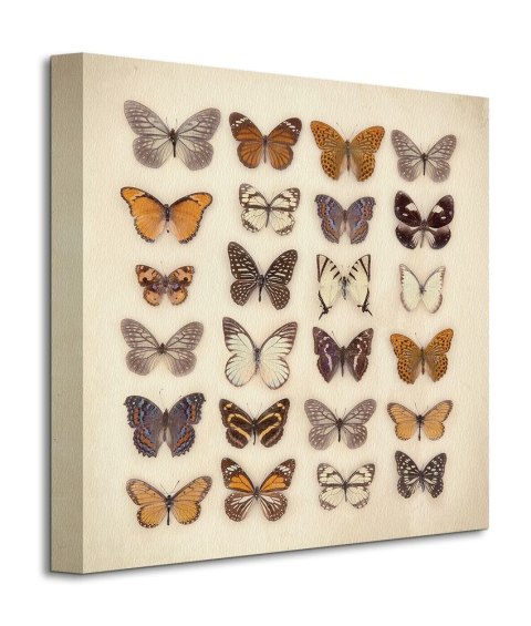 Butterfly Collection - obraz na płótnie