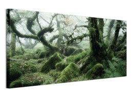 Wistman's Wood, Dartmoor - obraz na płótnie